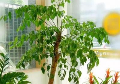 绿萝、芦荟叶子上都是灰,你还想让它净化空气,吸甲醛？
