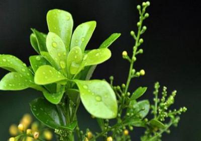米兰花怎么繁殖
