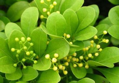 米兰花怎么浇水施肥