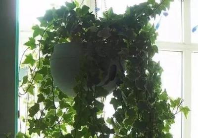 养花大神的家都长这样,植物窗帘美到没朋友