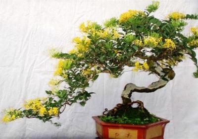 盆栽金银花四季养护方法