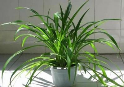 植物怕冷,只知道抱进室内就完了？