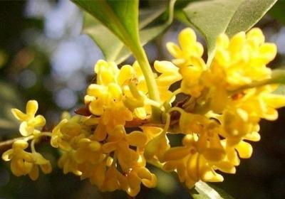 桂花怎么浇水