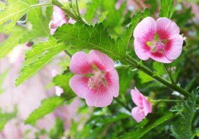 小木槿四季养护方法