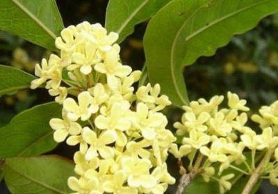 桂花怎么施肥