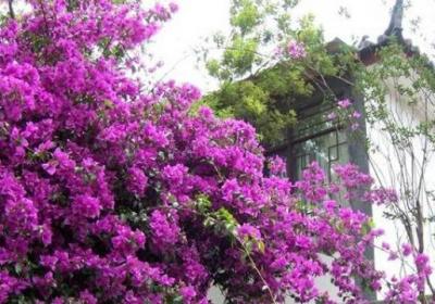 三角梅怎么浇水