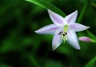 盆栽玉簪花怎么浇水