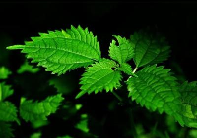 薄荷的分株和播种