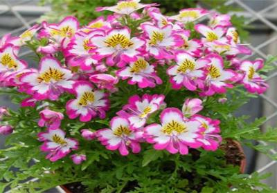 蛾蝶花冬天怎么养
