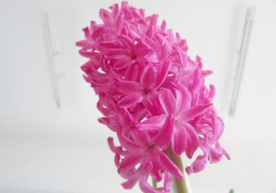 学会这几招,还怕风信子不开花？