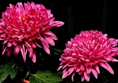 菊花怎么嫁接