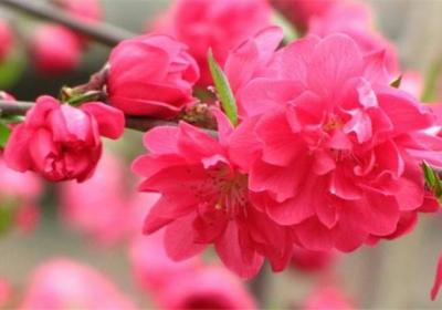 碧桃生长期怎么修剪