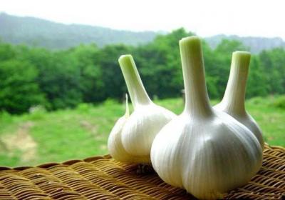 防虫、催芽、防腐……各种养花问题1瓣蒜就能解决