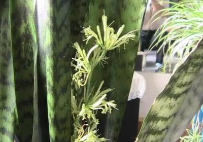虎皮兰这样养,竟然可以年年开花