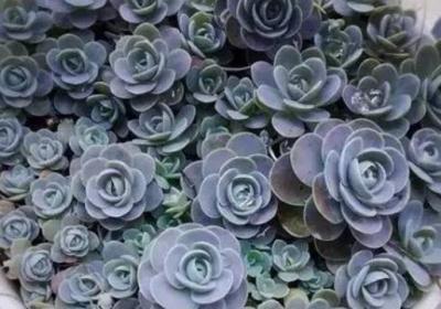 多肉植物如何爆盆