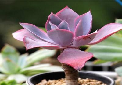 多肉植物晚霞的冬季养护技巧