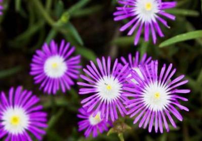露子花的养殖方法
