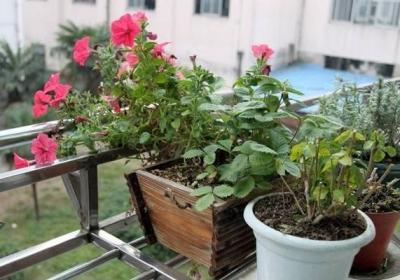 小苏打也能养花？涨姿势了