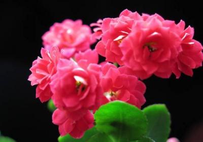 长寿花夏季可以换盆吗