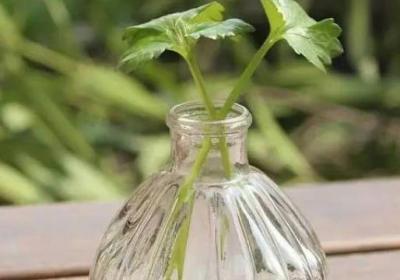 水培的水到底怎么搞