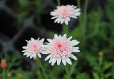 玛格丽特花夏季怎么养