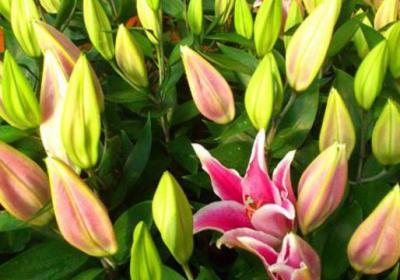 百合花种球种植