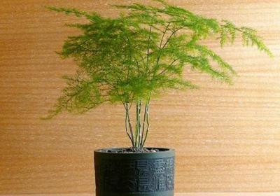 家庭养文竹各时间段的养殖技巧