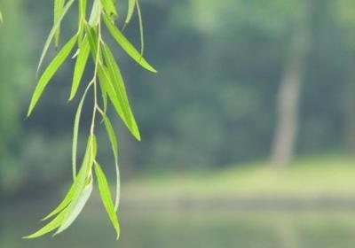 让你惊叹的家庭养花奇招续篇