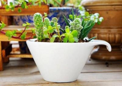 怎样浇好盆花定根水