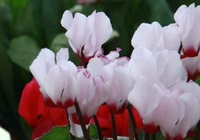 仙客来怎么繁殖