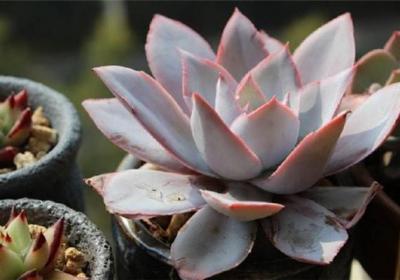 多肉植物浇水的分析