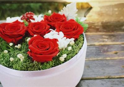 永生花花语、特点及养护是什么