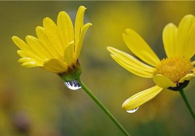 哪些盆花忌雨淋