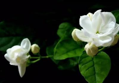 茉莉花施肥方法