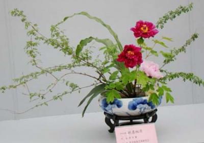 牡丹插花艺术欣赏