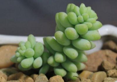 新玉缀的养殖方法