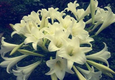 怎样控制百合花的花期