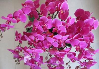 六种方法春节鲜花花期延长