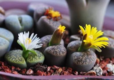 生石花从授粉取种到苗期管理全过程