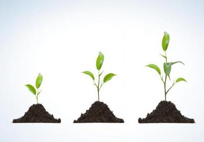 植物不同成长阶段的养护要点