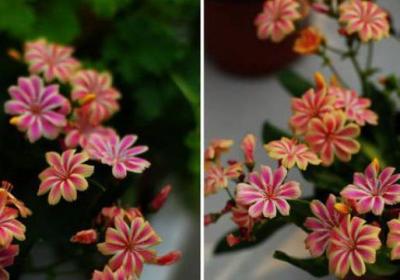 露薇花冬天怎么养