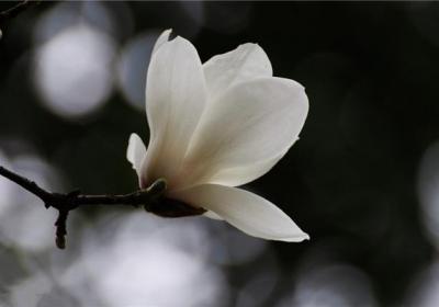 延长白玉兰花期的四个小窍门