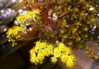 小人祭什么时候开花