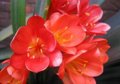 君子兰的季节管理方法
