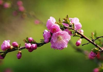 榆叶梅怎样嫁接