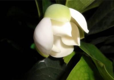 夜合花繁殖之嫁接与扦插