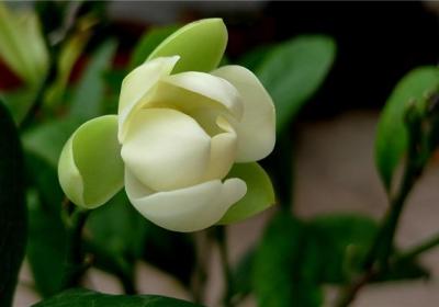 夜合花的四季养护方法