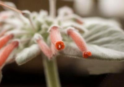 月宴的四季养护方法