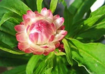 麦秆菊的四季养护方法