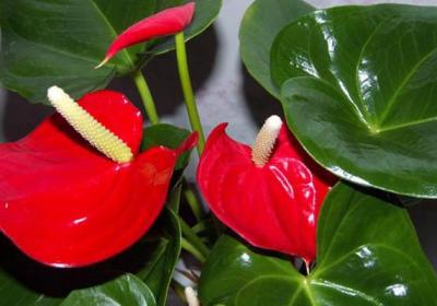 观叶植物冬天如何防寒防冻